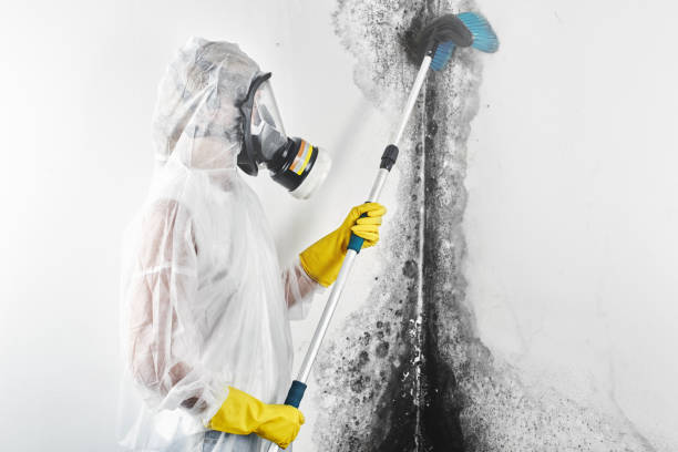 Best Mold Odor Removal Services  in Factoryville, PA